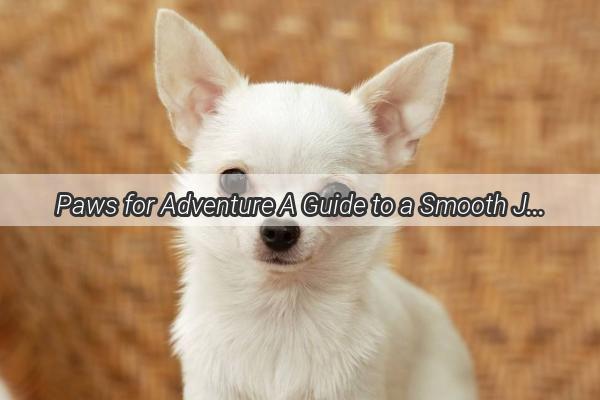 Paws for Adventure A Guide to a Smooth Journey with Your Furry Friend on the Train